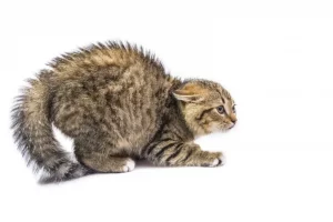Anxious Cat 1024x682 1