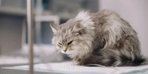 why does my cat bite me?