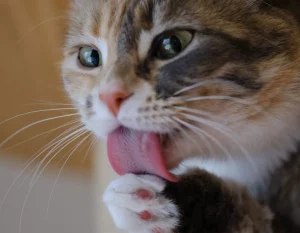 Why does my cat lick me? 3 why does my cat licks me?
